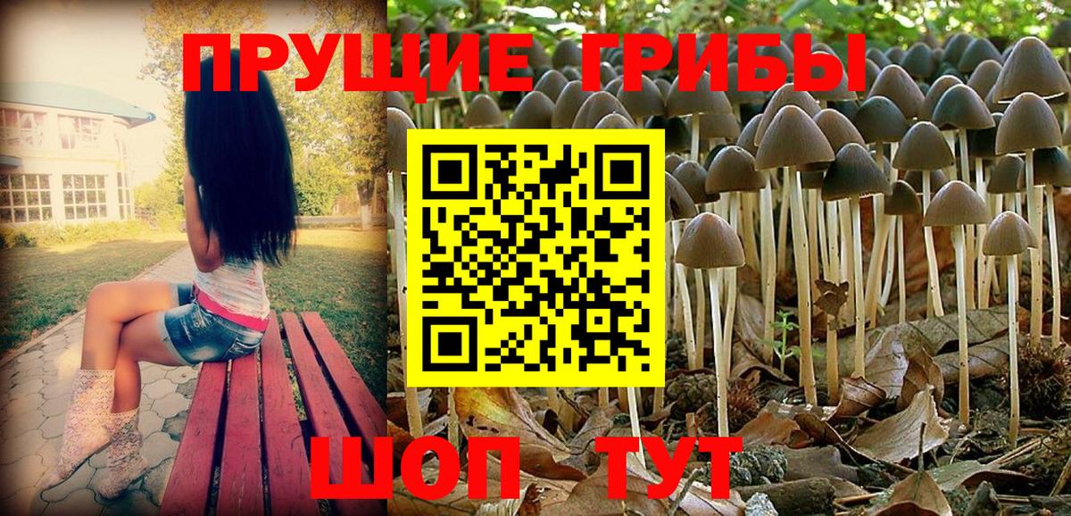 Псилоцибиновые грибы Psilocybine cubensis Кировск